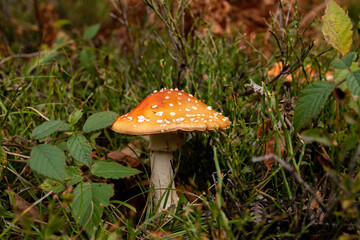 Red flytrap mushroom in autumn undergrowth
