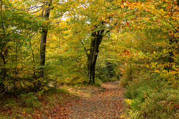 Autumn trees in the forest