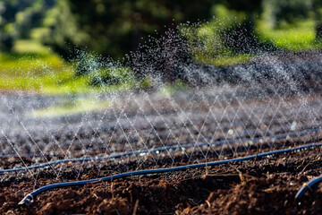 The hose of irrigation sprinkle watering system for agricultural farming spring season and...