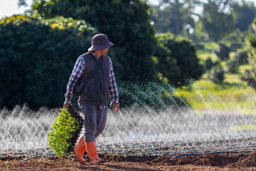 Asian farmer is carrying tray of young vegetable seedling to plant while walking pass the irrigation watering system test to growing organics plant during spring season and agriculture