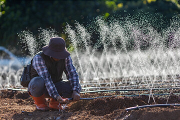 Asian farmer is fixing the clogged in the hose of irrigation watering system  growing organics...