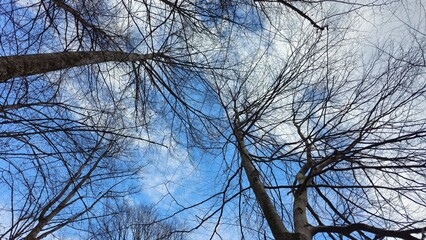 Blue sky between trees