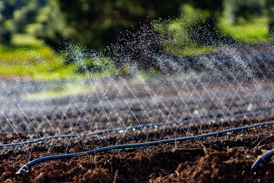 The hose of irrigation sprinkle watering system for agricultural farming spring season and agriculture industry concept