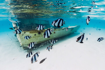 Crystal ocean with wreck of boat on sandy bottom and school of tropical fish, underwater in...