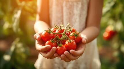 Red fresh tomatoes in hands of little child. Healthy organic food from domestic garden for children concept.