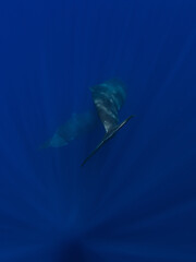Tails of sperm whales in deep blue ocean
