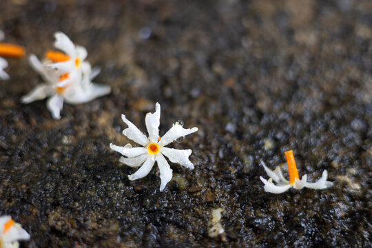 Beautiful white flowers falling on the ground of Nyctanthes arbor-tristis, It is commonly known as night-blooming jasmine, seri gading, coral jasmine, harsingar, and parijata, shefali or shiuli.