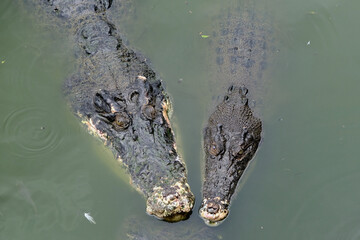 Saltwater crocodile floating in green swamp water showing its head