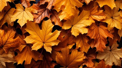 Naklejka na ściany i meble Maple leaves in vivid colors lay down a leaf-strewn