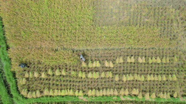 Establish aerial view or Top view of Farmers working at rice fields. Agam, West Sumatra.