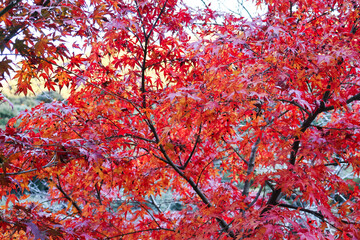 紅葉