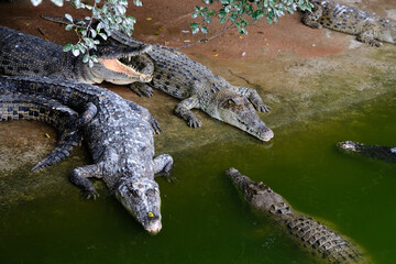 Saltwater crocodile floating in green swamp water showing its head