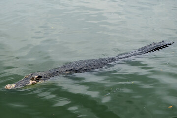 Saltwater crocodile floating in green swamp water showing its head