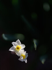 BELLA FLOR DE NARCISO (Narcissus) 