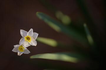 BELLA FLOR DE NARCISO (Narcissus) 
