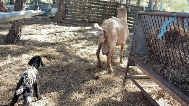 Goat having a problematic second  labor after giving birth to one goat
