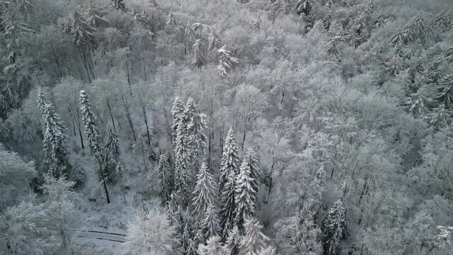 Winter forest. pine trees in the snow. landscape drone shoots 4K video. High quality photo