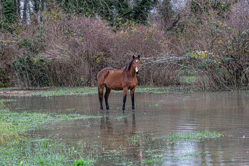 inondations du 02/12/2023, plaine de Chanaz-Chindrieux, Savoie, France. 