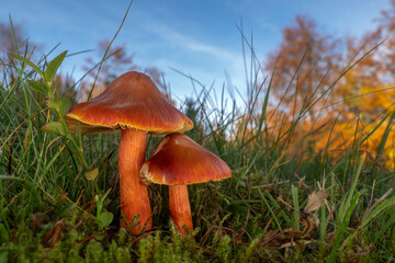 Red wild mushrooms Hygrocybe punicea, also known as Crimson Waxcap or Granatroter saftling, growing on the autumn meadow under the blue sky. - obrazy, fototapety, plakaty