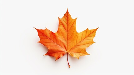 Maple Leaf Isolated on the White Background
