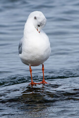 Obraz premium Lachmöwe im Herbst bei der Gefiederpflege
