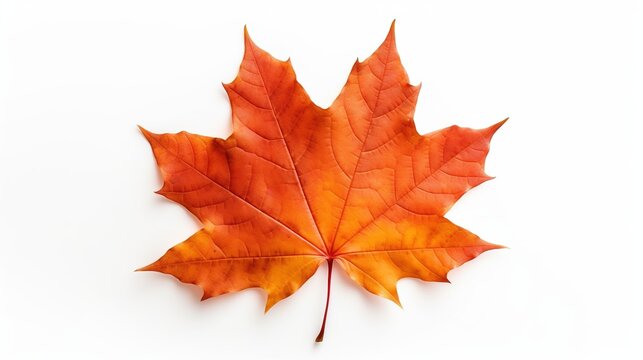 Maple Leaf Isolated on the White Background
