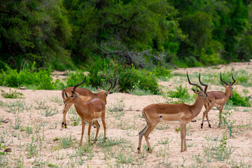 Pretty specimen of wild Impala antelope in the bush of South Africa