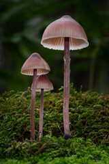 Wild psychedelic mushrooms growing in the forest - Liberty Caps