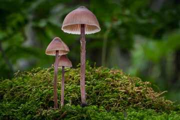 Wild psychedelic mushrooms growing in the forest - Liberty Caps
