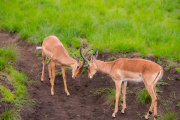 Pretty specimen of wild Impala antelope in the bush of South Africa