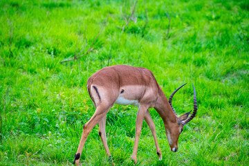 Pretty specimen of wild Impala antelope in the bush of South Africa