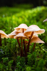 Wild mushrooms growing in Scandinavia during summer - Mushroom picking in Norway
