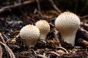 Wild mushrooms growing in Scandinavia during summer - Mushroom picking in Norway