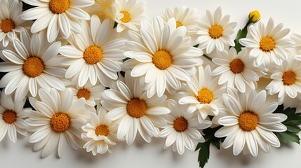 Aesthetic chamomile daisy flowers on a white background