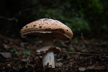 Wild mushrooms growing in Scandinavia during summer - Mushroom picking in Norway
