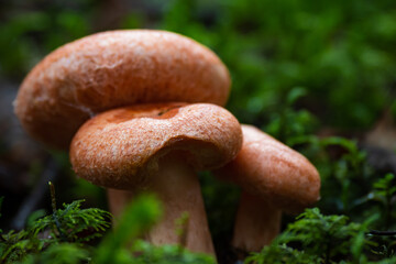 Wild mushrooms growing in Scandinavia during summer - Mushroom picking in Norway