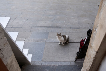 Gato callejero, Estambul, Turquía - obrazy, fototapety, plakaty
