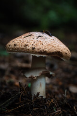 Wild mushrooms growing in Scandinavia during summer - Mushroom picking in Norway