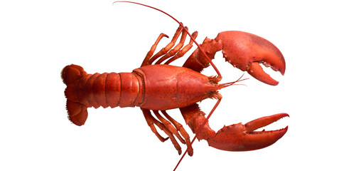 Seafood lobster placed on a white background