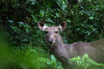 Female sambar deer in a thick forest