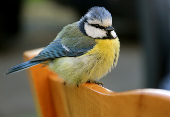 oiseau,mésange,gros plan,pose,vivant,bleu,jaune,oiseau bleu,oiseau jaune,