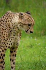 Pretty specimen of a big wild cheetah in South Africa