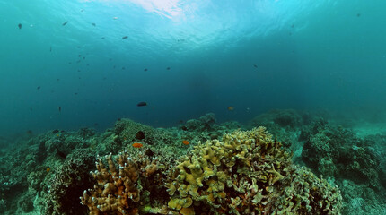 Fototapeta na wymiar Underwater world scenery of colorful fish and coral reef.