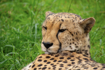 Naklejka na ściany i meble Pretty specimen of a big wild cheetah in South Africa