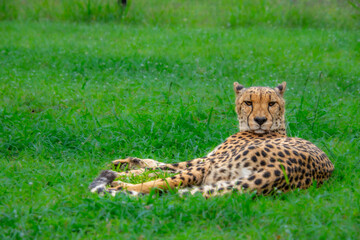 Pretty specimen of a big wild cheetah in South Africa