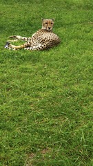 Pretty specimen of a big wild cheetah in South Africa