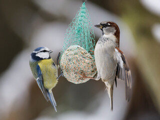 Blue tit and sparrow sitting on seeds