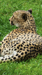 Pretty specimen of a big wild cheetah in South Africa