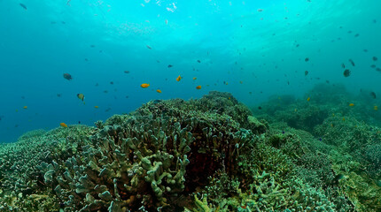 Fototapeta na wymiar Underwater coral scene, colorful fish and corals. Marine sanctuary landscape scene.