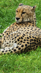 Pretty specimen of a big wild cheetah in South Africa